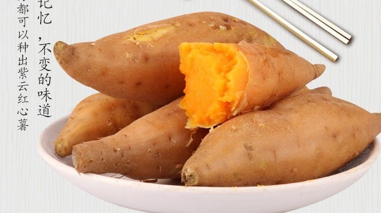 紫云红心红薯  贵州红薯 紫云红薯