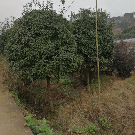 重庆市金桂 出售挂花树