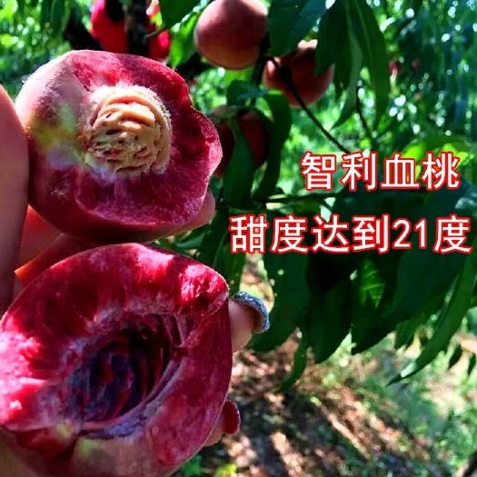 平邑县血桃苗 血桃王  嫁接优质放心种植苗假一赔十