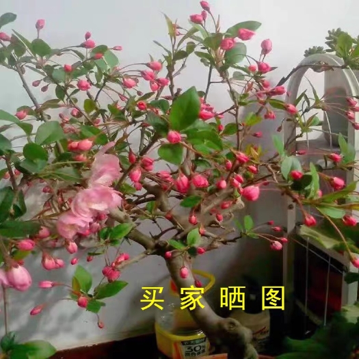 沭阳县专业垂丝海棠，海棠花盆景，海棠花盆栽