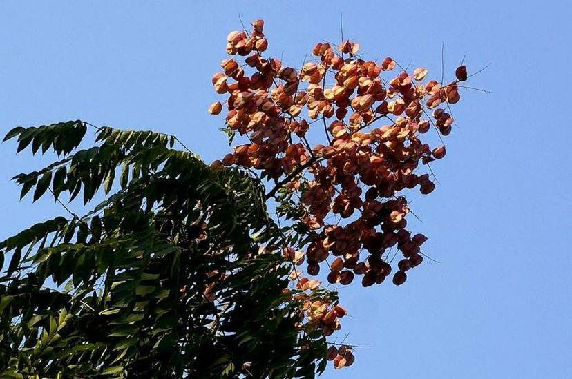  栾树 栾树苗 苗圃直销栾树苗 拆迁占地苗 绿化苗 庭院 绿化