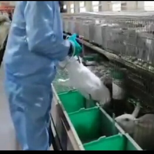 上海新西兰兔 实验用新西兰大白兔