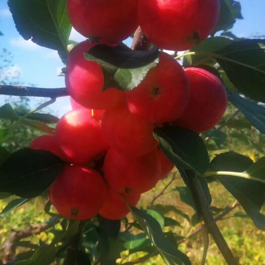 齐齐哈尔 东北齐齐哈尔特色地产水果---沙果（红太平），年产数百吨