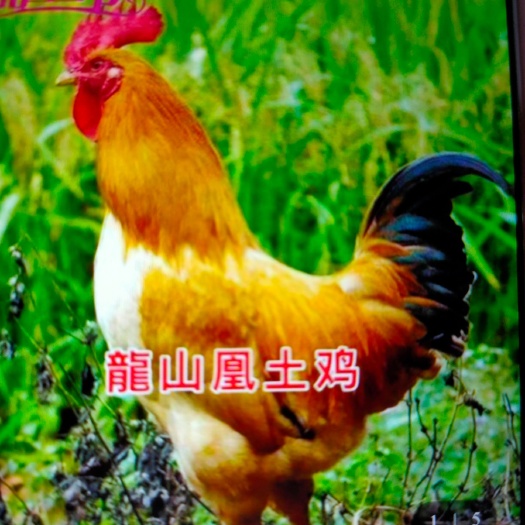 隆回县 三黄鸡苗   公苗
