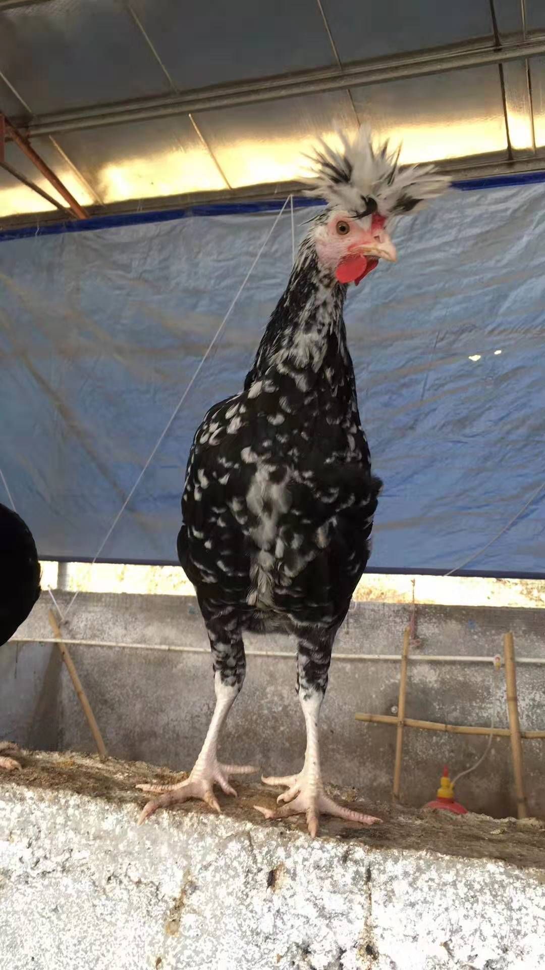  靓靓正正贵妃鸡