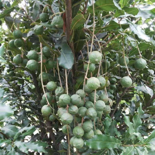 坚果苗 坚果嫁接苗，品种正宗，苗木靓丽