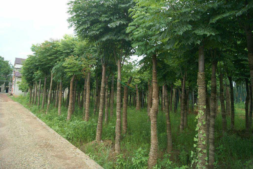  栾树 栾树苗 苗圃直销栾树苗 拆迁占地苗 绿化苗 庭院 绿化