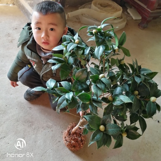 沭阳县 茶花盆栽五色赤丹，十八学士白情人节茶花
