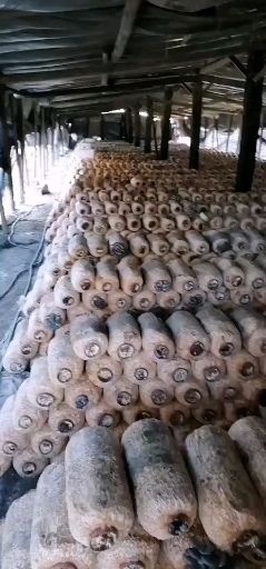 安順菌棒（不含菌種）  你最想要的品質(zhì)