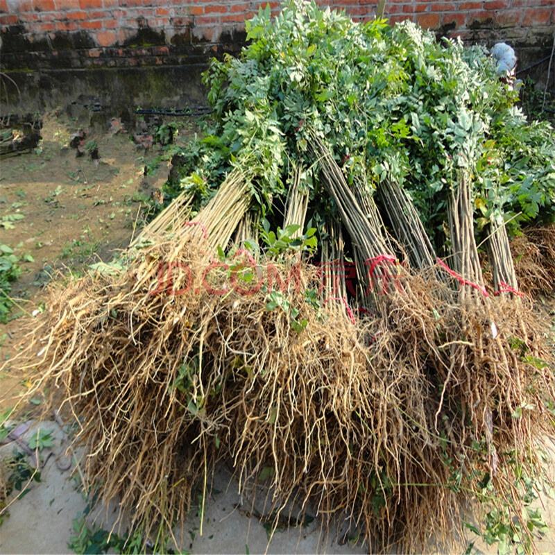 欒樹(shù)苗工程綠化苗木黃山欒樹(shù)苗欒樹(shù)小苗庭院行道苗木名貴樹(shù)木