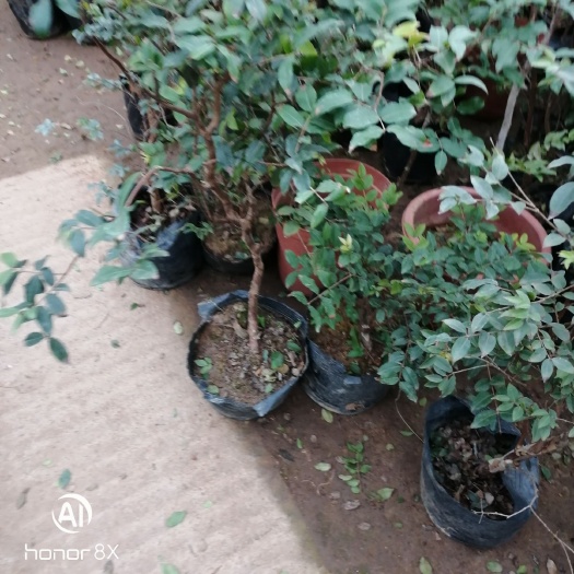 树葡萄  嘉宝果盆栽苗树，，嘉宝果盆栽