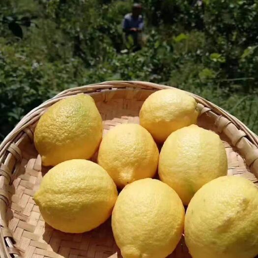 兴义市黄柠檬 量大从优