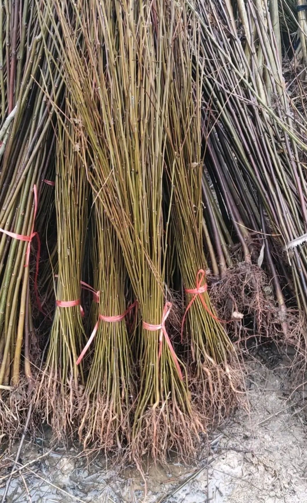 欒樹(shù)苗工程綠化苗木黃山欒樹(shù)苗欒樹(shù)小苗庭院行道苗木名貴樹(shù)木