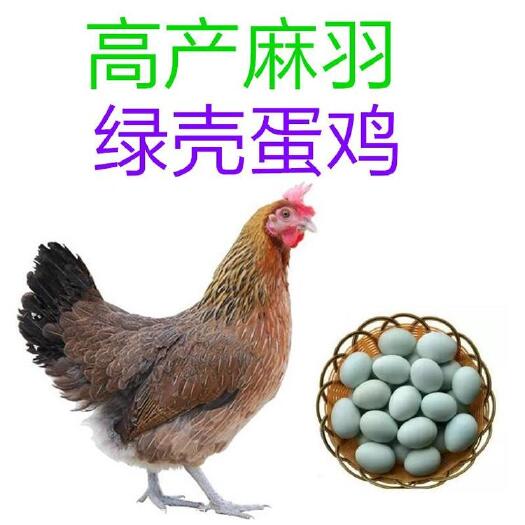 隆回县麻羽高产绿壳蛋鸡苗 高产麻羽