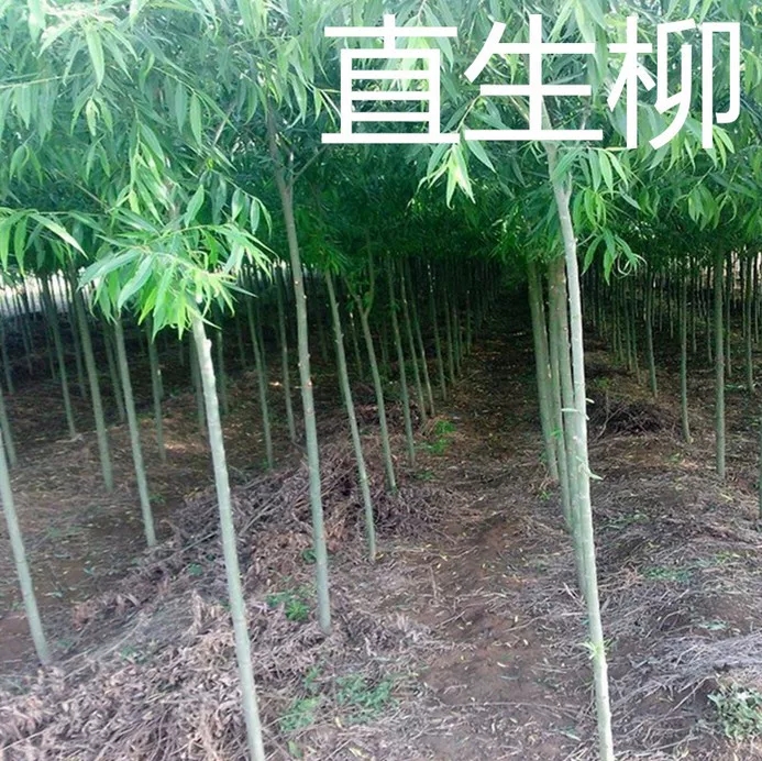 黄金柳苗