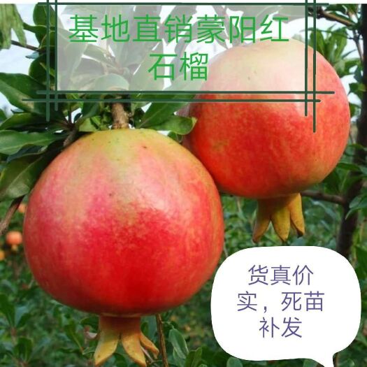 平邑县 石榴苗，南北方蒙阳红石榴苗地栽盆栽，阳台各种规格都有