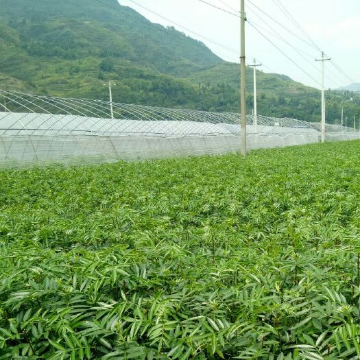 桐梓县九叶青花椒苗 出售九叶青花椒裸苗，杯苗