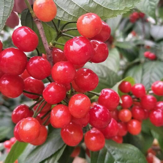 枣庄小樱桃  山东樱桃，价格私聊