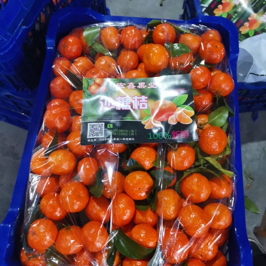 沙糖桔  广西：清甜可口：口感好：品质好：广交天下朋友