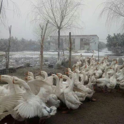 晋州市 常年供应各种各样的鹅