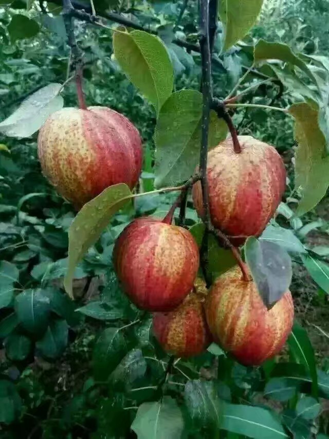 澄城县 稀世红梨，早酥红梨