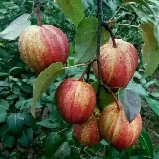 澄城县 稀世红梨，早酥红梨