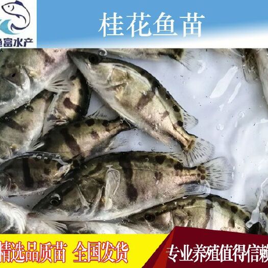 广州 桂鱼苗 桂花苗  翘嘴桂鱼苗