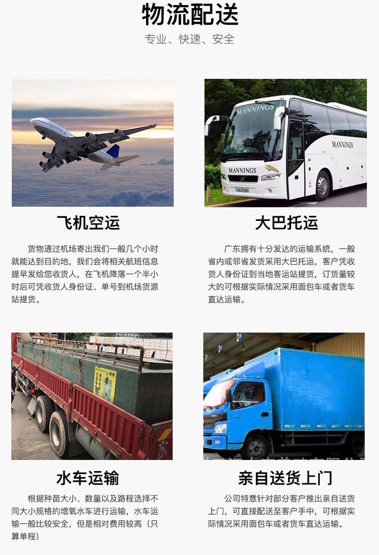  桂鱼苗 桂花苗  翘嘴桂鱼苗