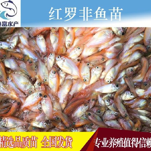 广州 红罗非，彩虹雕鱼苗