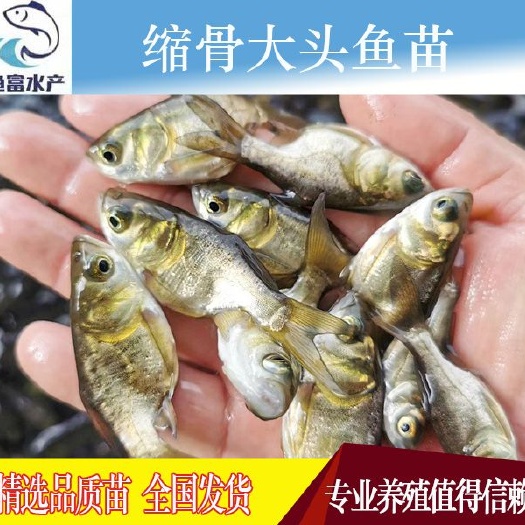 广州缩骨大头鱼苗 一级缩骨大头