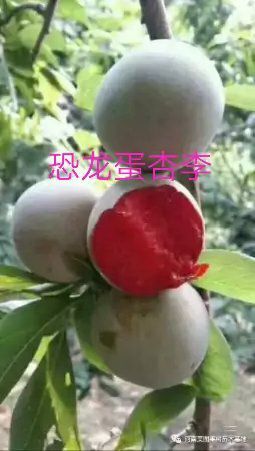 平邑县 恐龙蛋李子苗南北方种植当年结果抗寒抗病糖度高
