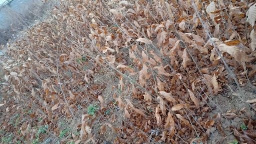 昭通大红袍板栗苗 嫁接板栗苗