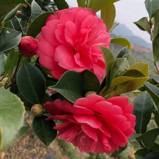 四会市 四季茶花 花期280天 南北方均可种植 可现场基地考察