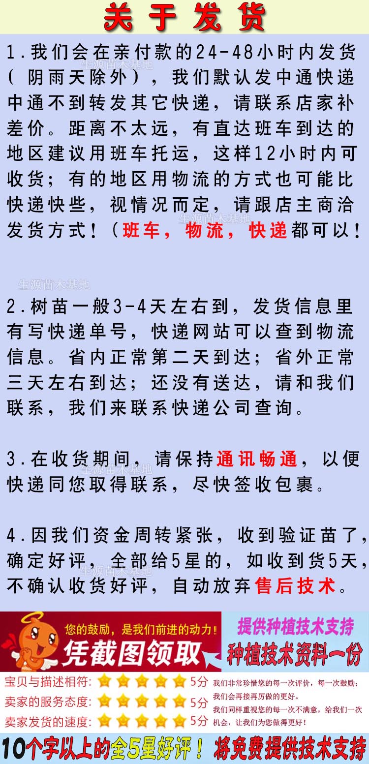 青梅树苗  青梅实生苗 酸梅直生苗 嫁接砧木苗 直径0.5-