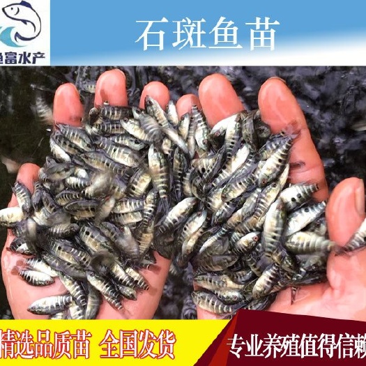 广州 淡水石斑鱼苗