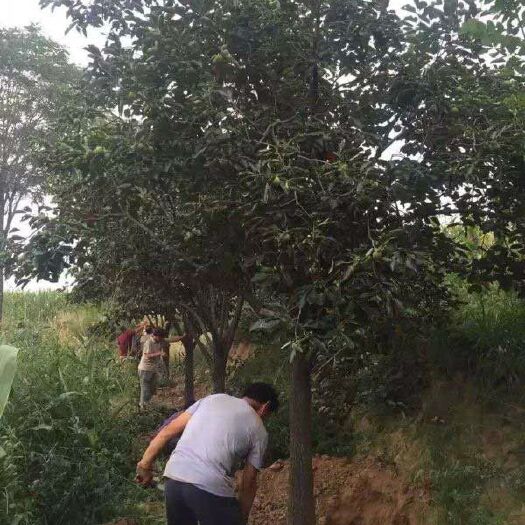 沭阳县脆柿苗 柿子树价格优惠，常年批发供应，树形优美生长旺盛