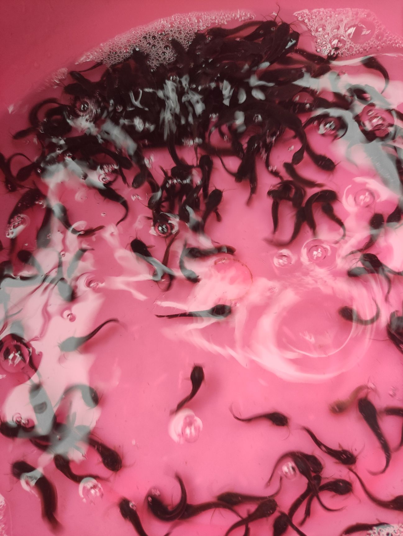  塘鲺鱼苗  塘虱鱼苗  胡子鲶鱼苗