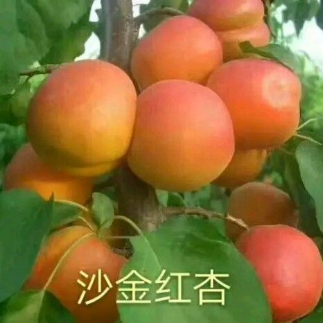 营口 沙金红杏树苗