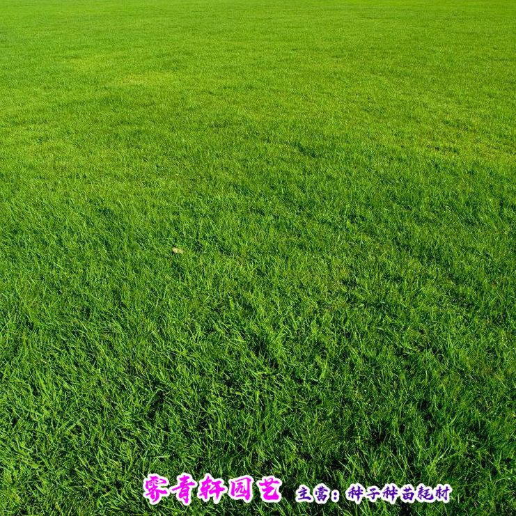沭阳县草坪种子庭院景观绿化矮生草坪种子路边护坡草新种子包邮
