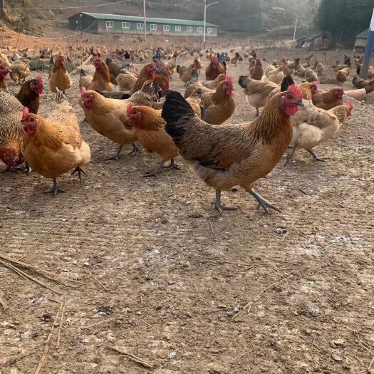 广州红瑶鸡苗 母