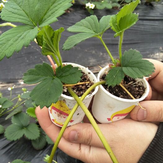 重庆市红颜草莓苗  穴盘苗，基质苗，杯苗，红颜草莓种苗