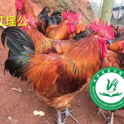 广州 黄瑶鸡苗.黄瑶公苗