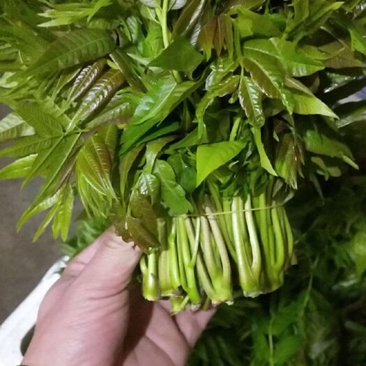 涡阳县 大量出售香椿芽