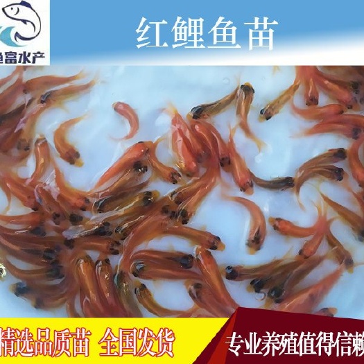 广州 金丝鲤鱼 红鲤鱼 可做观赏鱼