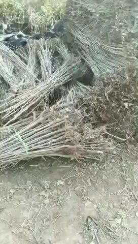 银杏树苗金叶银杏苗占地苗拆迁树苗白果苗绿叶银杏小苗行道绿化苗