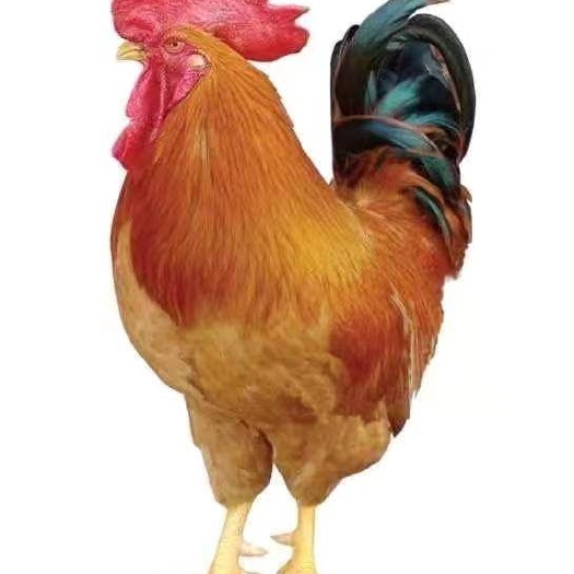 广州 良凤花鸡苗，公苗