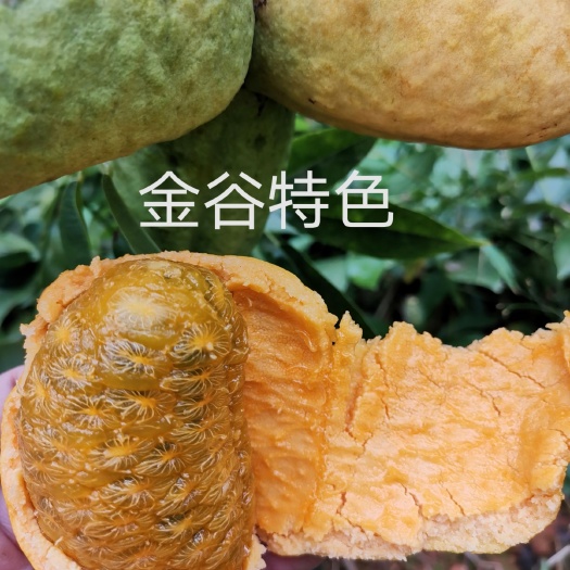 遂川县九月黄苗  九月瓜种苗九月黄金蕉种植