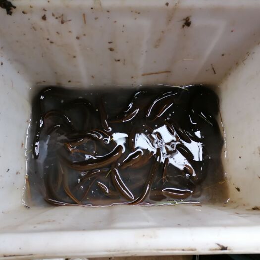 武汉 大量成品黄鳝