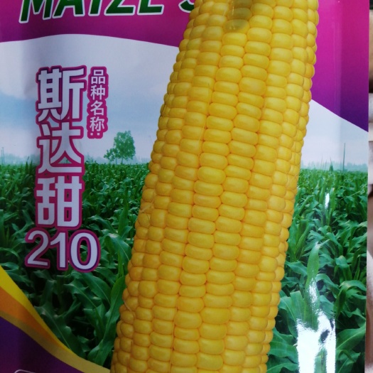 水果玉米种子 口感好，皮薄化渣，棒子大，产量高，色泽金黄亮，抗病抗倒伏强。