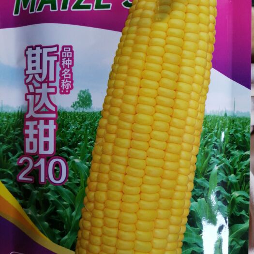 西昌市水果玉米种子 口感好，皮薄化渣，棒子大，产量高，色泽金黄亮，抗病抗倒伏强。